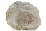 Thysanopeltella (Thysanopeltis) Trilobite - Jorf, Morocco #255444-1